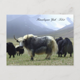 Yaks, Himalayas, mountain nomads Ladakh /Yak Tibet Postcard