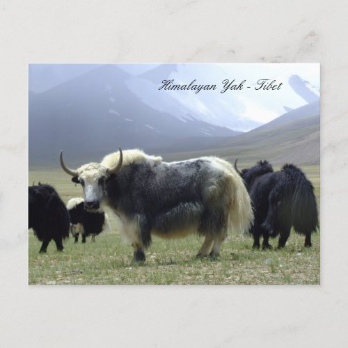 Yaks Himalayas mountain nomads Ladakh Yak Tibet Postcard