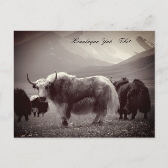 Yaks, Himalayas, mountains Ladakh /Tibet Yak Postcard (Front)