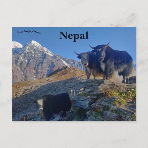 Yaks in Nepal Postcard