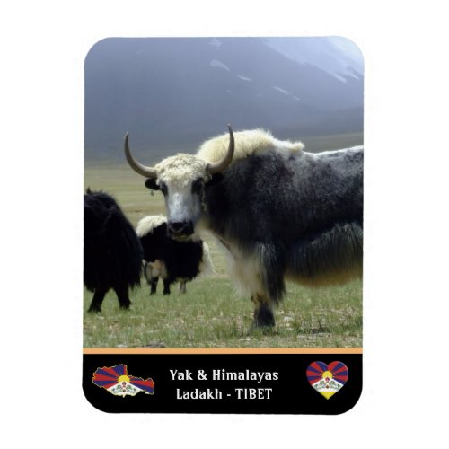 Yaks Nomads of Himalayas _ Tibet Ladakh Magnet