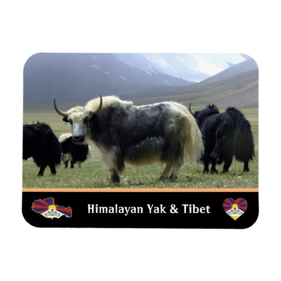 Yaks, Nomads of Himalayas - Tibet /Ladakh Magnet