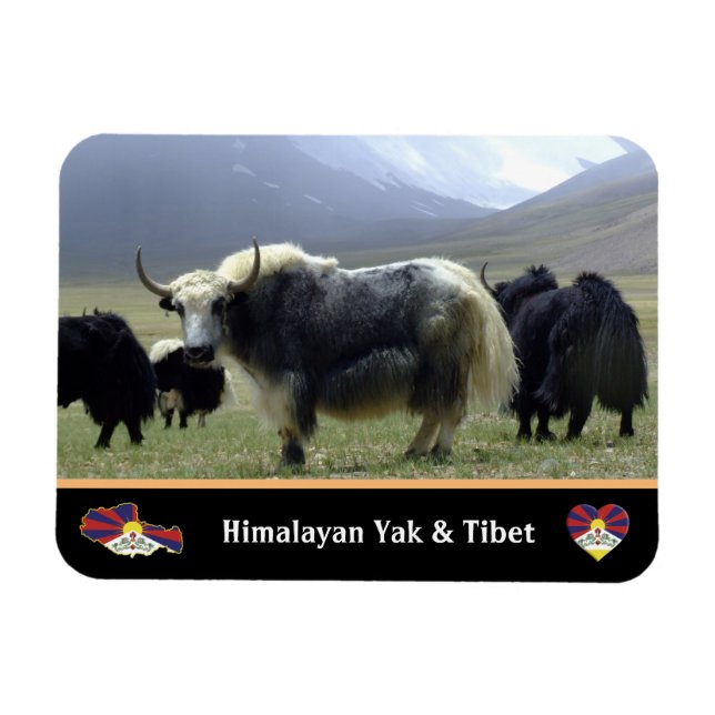Yaks, Nomads of Himalayas - Tibet / Ladakh Yak Magnet (Horizontal)