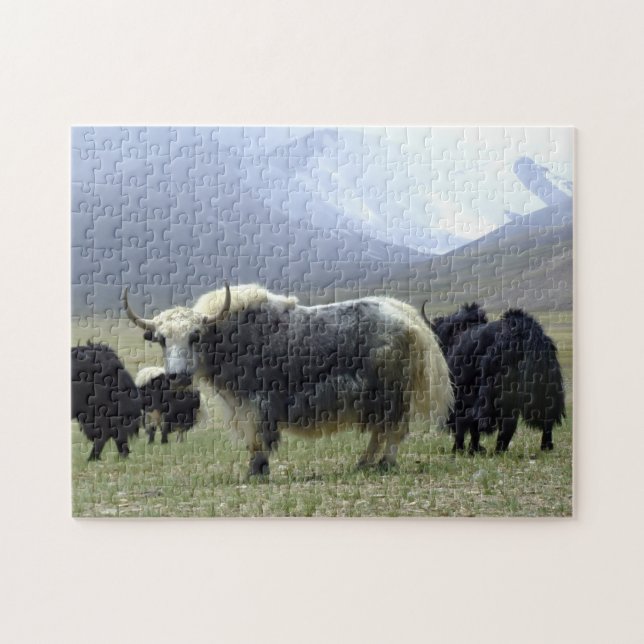 Yaks, Nomads of Himalayas - Tibet / Yak Ladakh Jigsaw Puzzle (Horizontal)