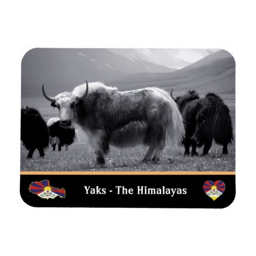 Yaks _ The Himalayas  Tibet  Ladakh Trekking yak Magnet