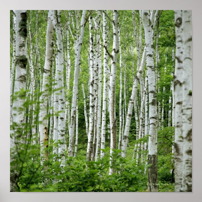 Yakumo-mura, Nagano Prefecture, Central Honshu Poster (Front)