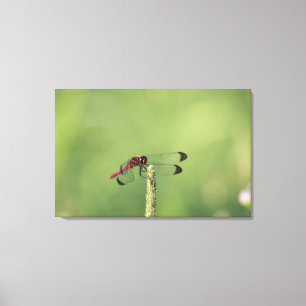 Yamanashi Prefecture, Honshu, Japan Canvas Print