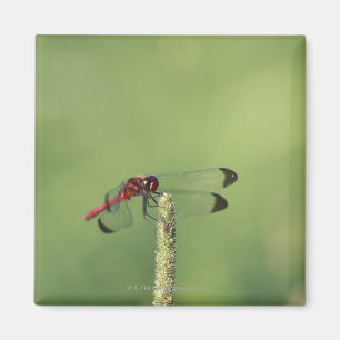 Yamanashi Prefecture, Honshu, Japan Magnet