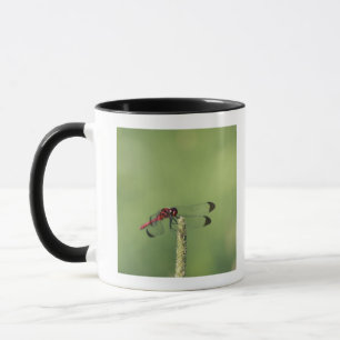 Yamanashi Prefecture, Honshu, Japan Mug