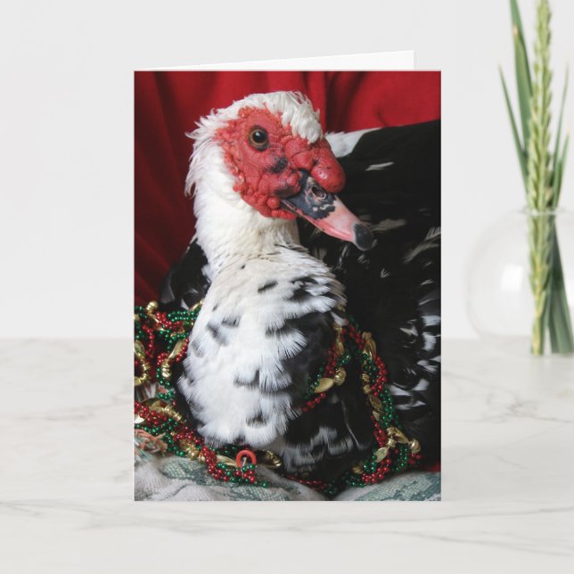 Yankee the Muscovy Drake, Christmas Holiday Card (Front)