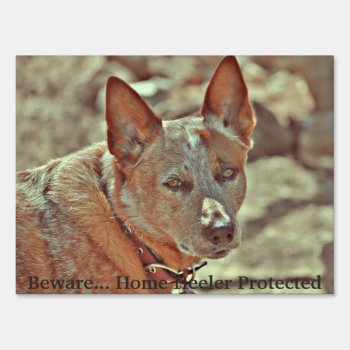 Yard Sign - Beware Of Heeler by ChasingHummers at Zazzle