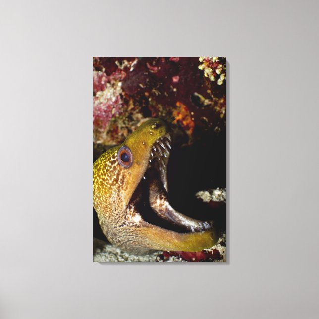 Yawning and intimidating mouth of a Yellowmargin Canvas Print (Front)