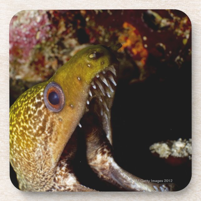 Yawning and intimidating mouth of a Yellowmargin Coaster (Front)