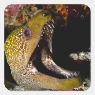 Yawning and intimidating mouth of a Yellowmargin Square Sticker