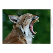 Yawning Bobcat Blank Card (Front Horizontal)