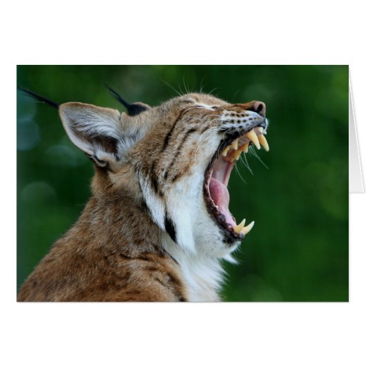 Yawning Bobcat Blank Card (Front Horizontal)