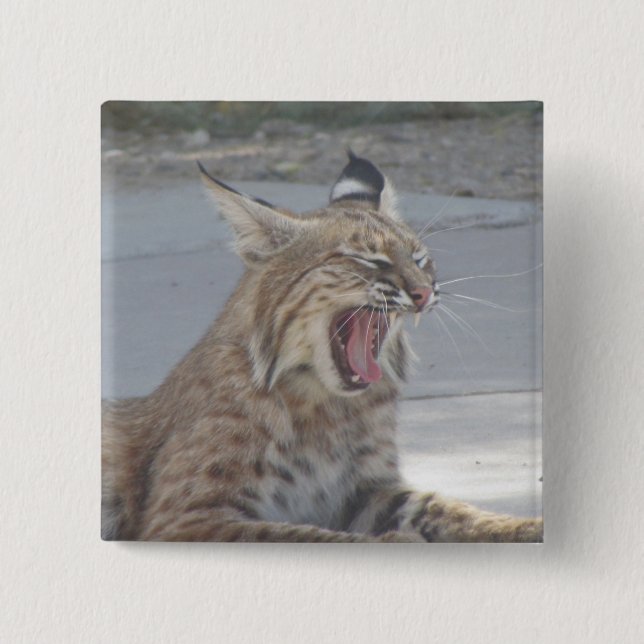 Yawning Bobcat Pinback Button (Front)