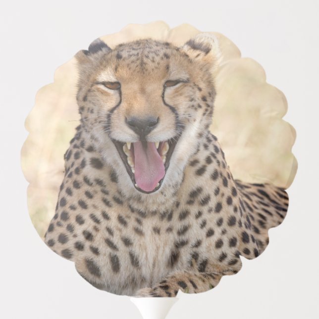 Yawning Cheetah Balloon (Back)