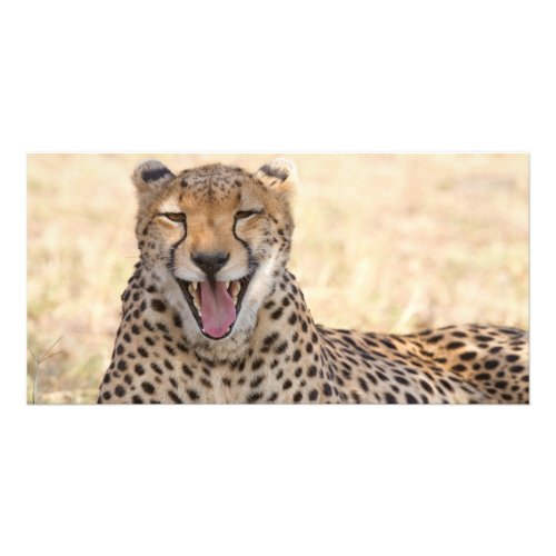 Yawning Cheetah Card