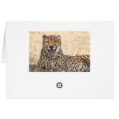 Yawning Cheetah Cards (Back Horizontal)
