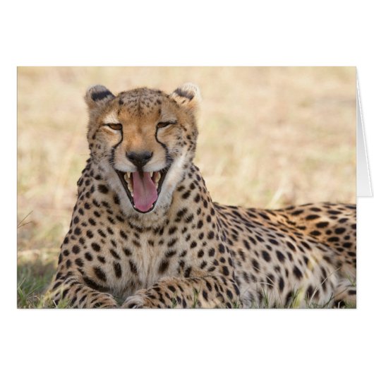Yawning Cheetah Cards (Front Horizontal)