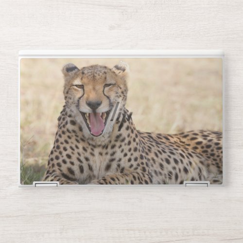Yawning Cheetah HP Laptop Skin