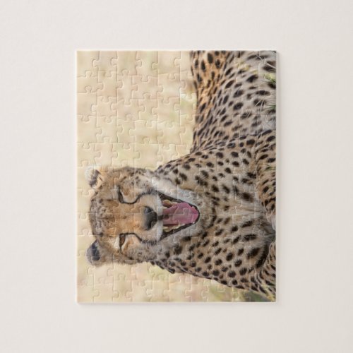 Yawning Cheetah Jigsaw Puzzle