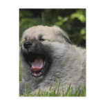 Yawning Chow Chow Postcard