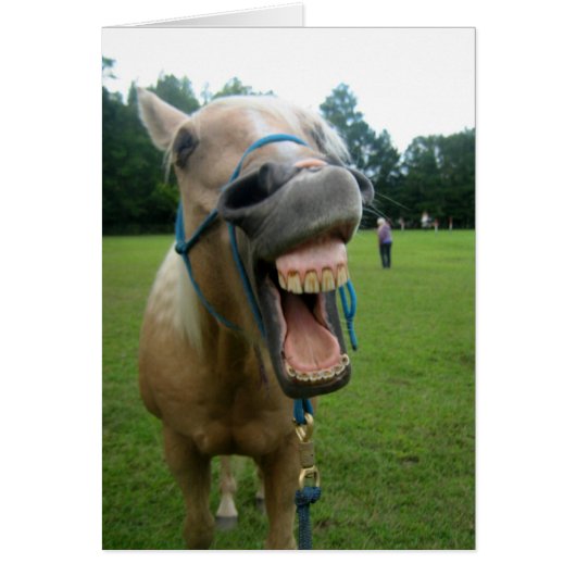 Yawning Horse Cards (Front)