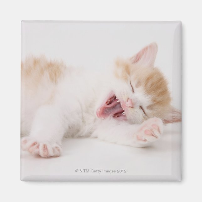 Yawning Kitten on White Background. Magnet (Front)