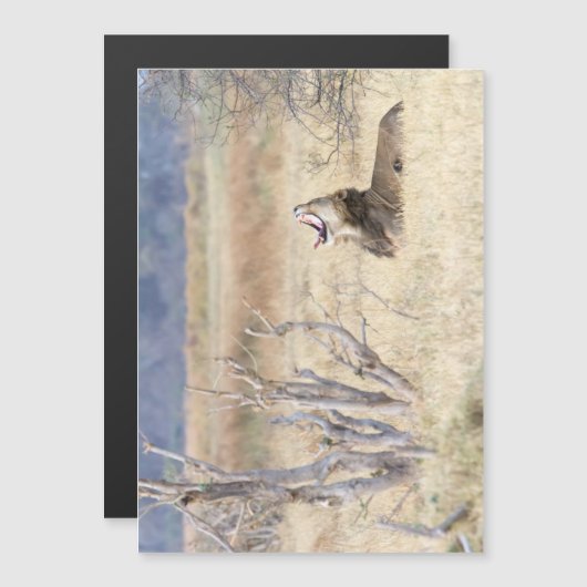 Yawning lion (Front/Back)