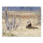 Yawning lion (Front Horizontal)