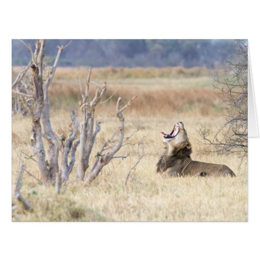 Yawning lion (Front Horizontal)
