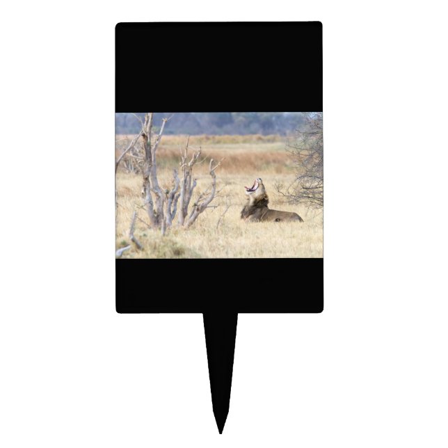 Yawning lion cake topper (Front)