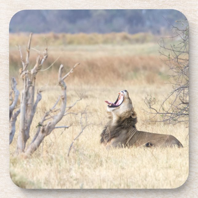 Yawning lion coaster (Front)