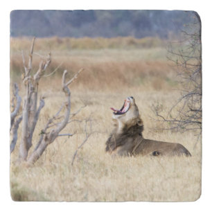 Yawning lion trivet