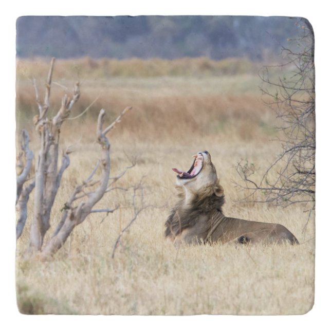 Yawning lion trivet (Front)