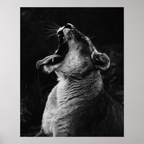 Yawning Lioness _ Black  White Poster