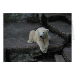 Yawning Polar bear cub Cards
