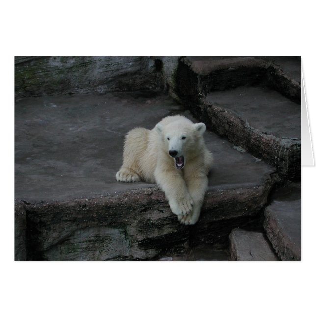 Yawning Polar bear cub Cards (Front Horizontal)