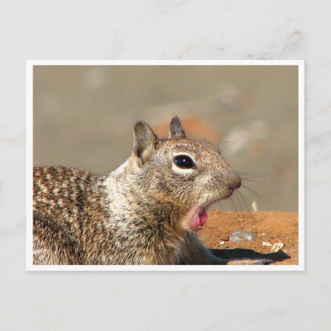 Yawning Squirrel Postcard (Front)