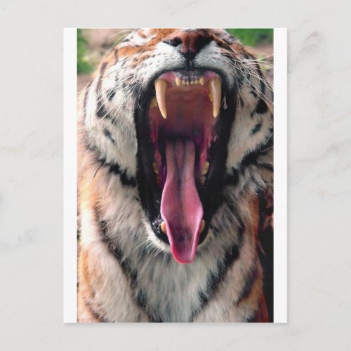 Yawning tiger 2 postcard