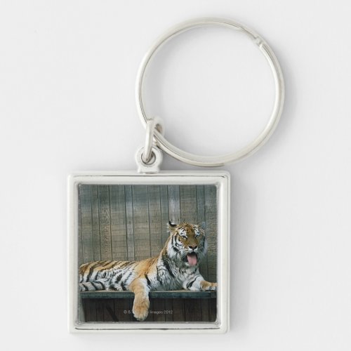 Yawning tiger in cage at zoo keychain