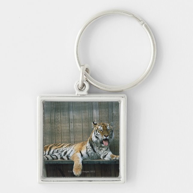 Yawning tiger in cage at zoo keychain (Front)