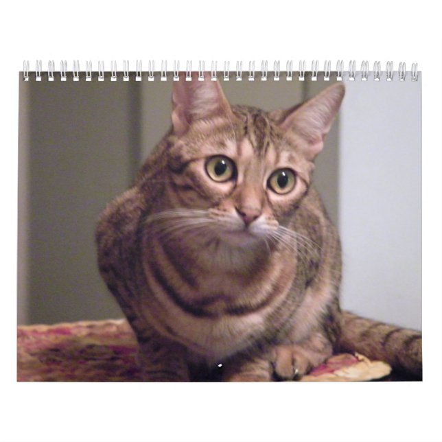 Year of the Bengal Cat Calendar (Cover)