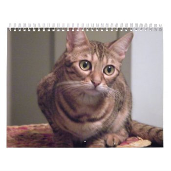 Year Of The Bengal Cat Calendar by busycrowstudio at Zazzle