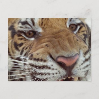 Year Of The Tiger Postcard by WildlifeAnimals at Zazzle