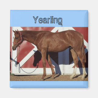 Yearlling Magnet