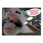 Yee Haw Goat - cards (Front Horizontal)