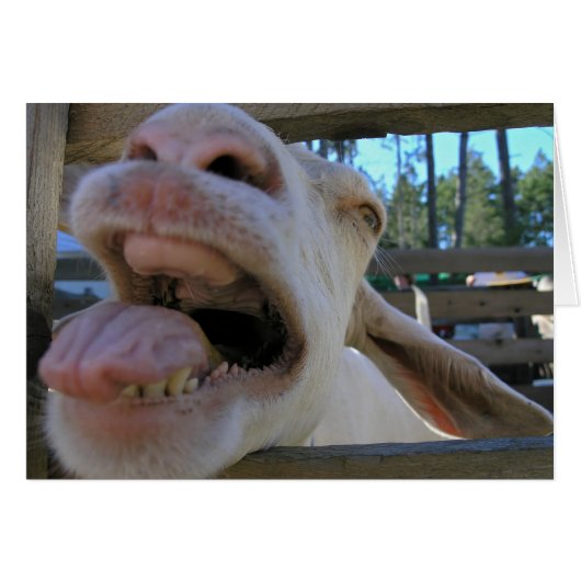 Yee Haw Goat - cards (Front Horizontal)